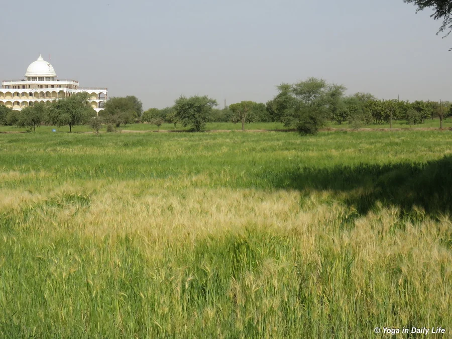 wheat ripening in field between bhakti sagar and hospital 72dpi 1200 wm